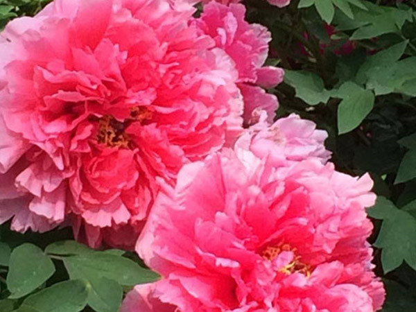 四月目光齊聚洛陽(yáng)，牡丹花會(huì)驚艷開(kāi)幕