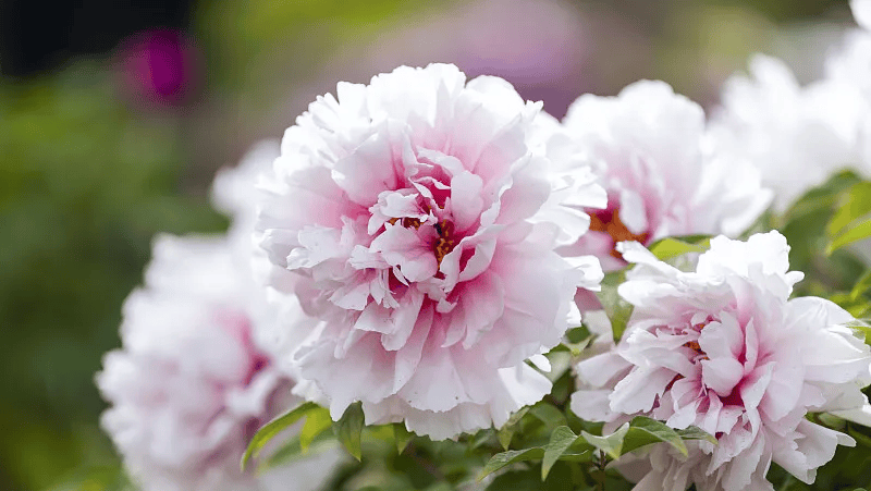 牡丹綻妍 譜寫(xiě)新篇——中集攪拌邀您游洛陽(yáng)，賞牡丹，品樣車(chē)，觀產(chǎn)線